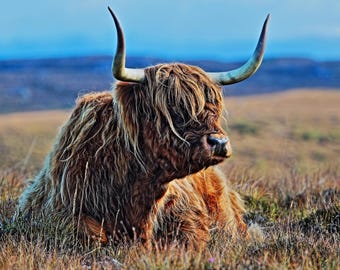 Highland Cow Cross Stitch Pattern