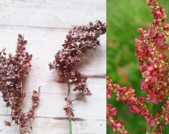 COMMON/GARDEN SORREL (50 seeds) Rumex acetosa -Culinary Green, Vitamin C, Astringent, Treats Fever, Skin Ailments, Jaundice & Kidney Stones-