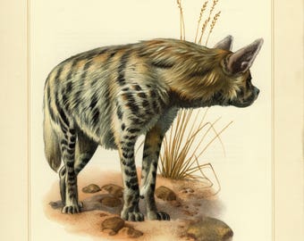 Vintage lithograph of the striped hyena from 1956