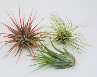 Air Plant 3 Pack - Three Air Plant Varieties - 2"-3" Large Great in Terrariums - Vibrant Fun Unique Decor or Gift