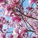 mrsmagnoliabelle