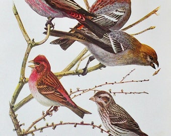 Antique Bird Book Plate - Purple Finch and Pine Grosbeak - 1940s