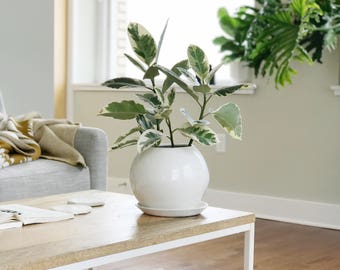 Minimal Curved Planter