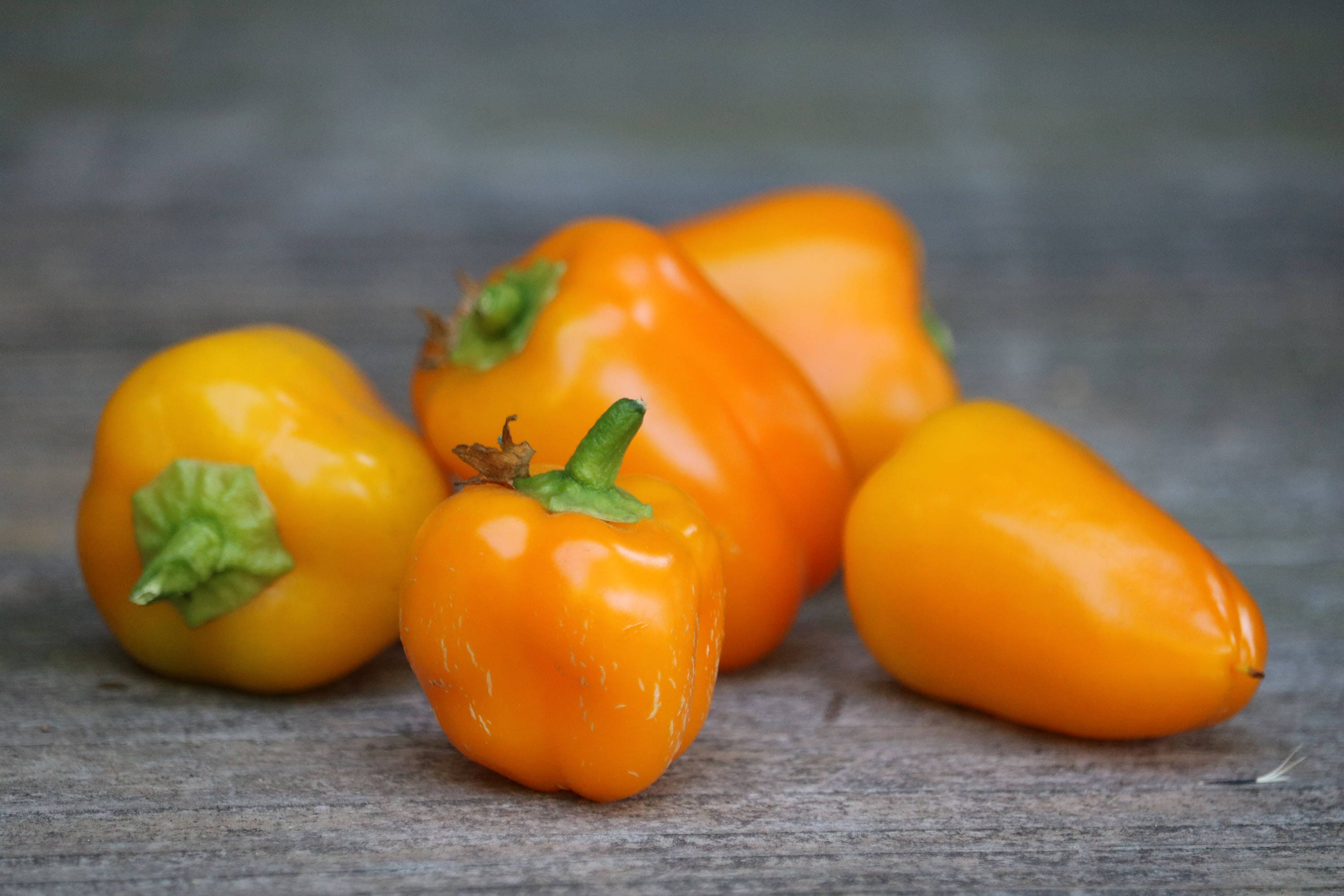 Mini Orange Sweet Bell Pepper Seeds Gourmet orange pepper