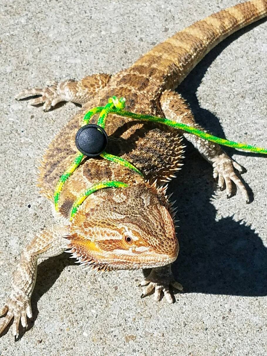 Bearded dragon harness/leash 10 ft. Green and yellow