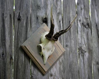 Roe Deer Taxidermy Antlers on Simple Diamond Plaque