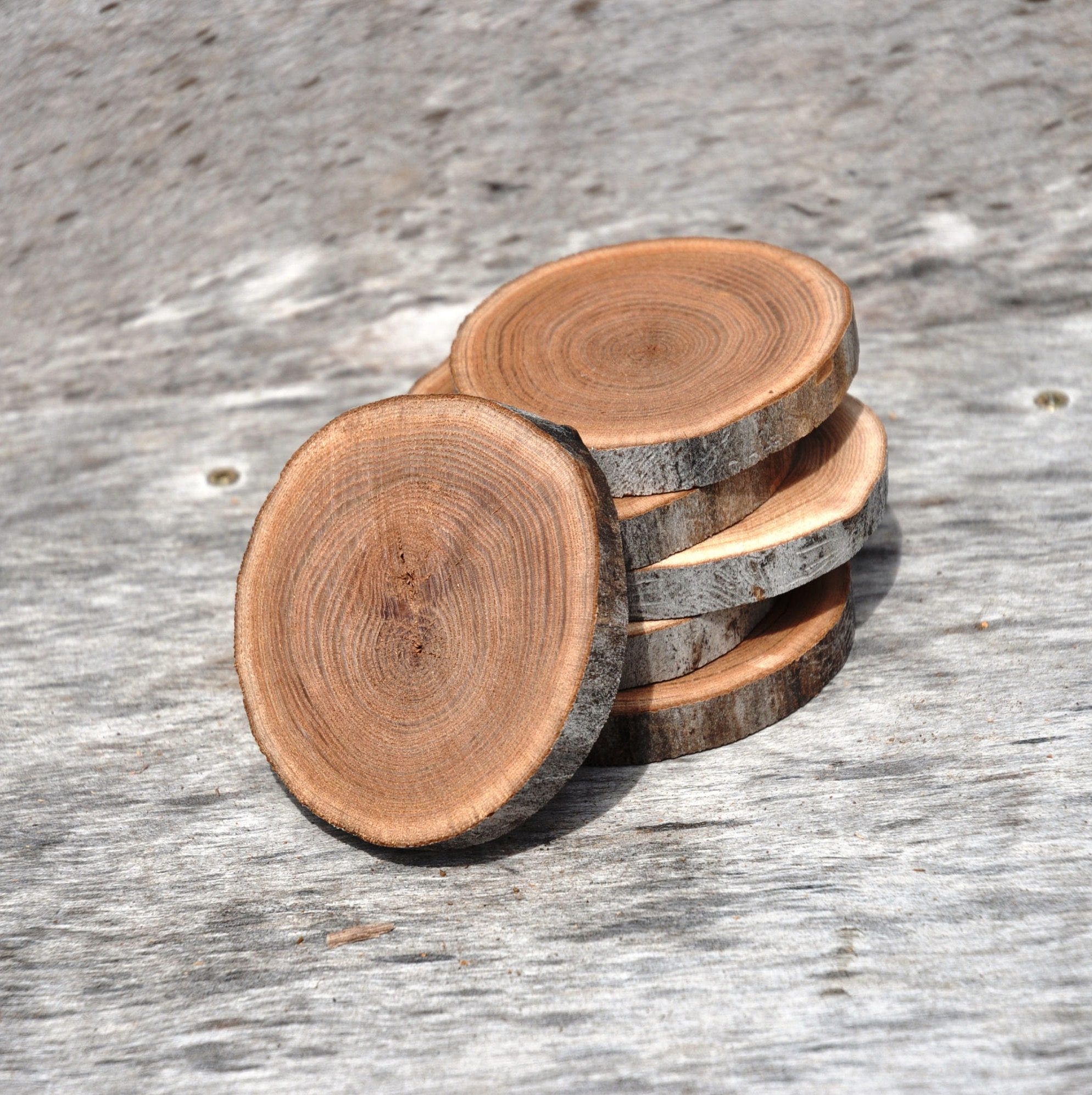 Elm Tree Wood Slices for Centerpieces Wood Slice Art Wood