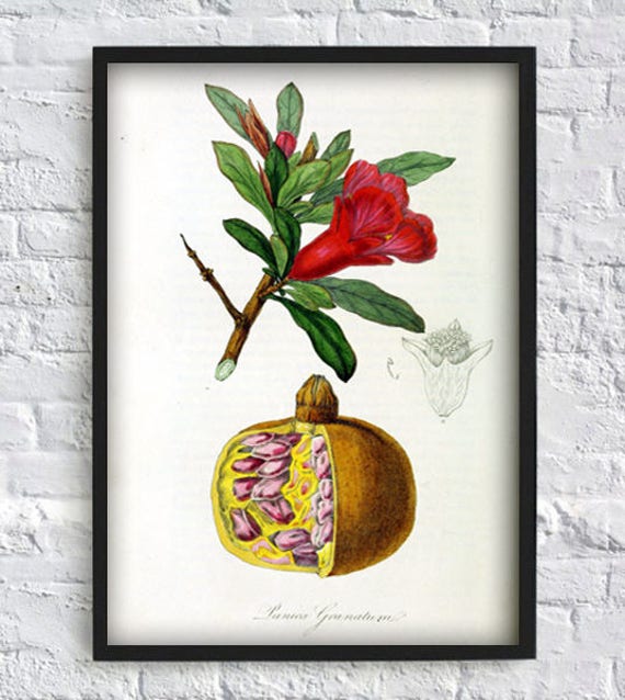 Pomegranate Print Fruit Botanical Print Plant Vintage Print