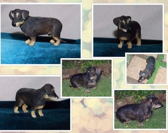 Adorable dog portrait sculptures, individually hand made.