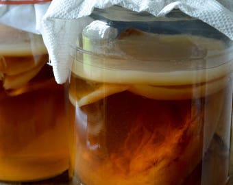 Live Organic Kombucha SCOBY for Brewing Fermented Tea - Probiotic