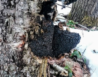 Chaga Mushroom - one pound(16 ounces) dried, ready-to-use/brew Medium sized (1-2 inch) chunks -wild harvested in Northern Michigan