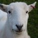 Mummy Mrs Lamb