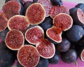 50 fresh seeds mini purple fig tree