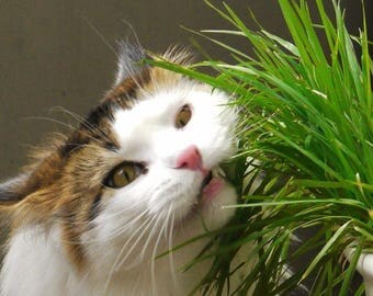 ORGANIC CAT GRASS - Rye - Great Treat for Feline Digestive System - 1 lb. Seeds