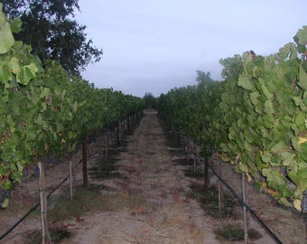 Own A Napa Vineyard