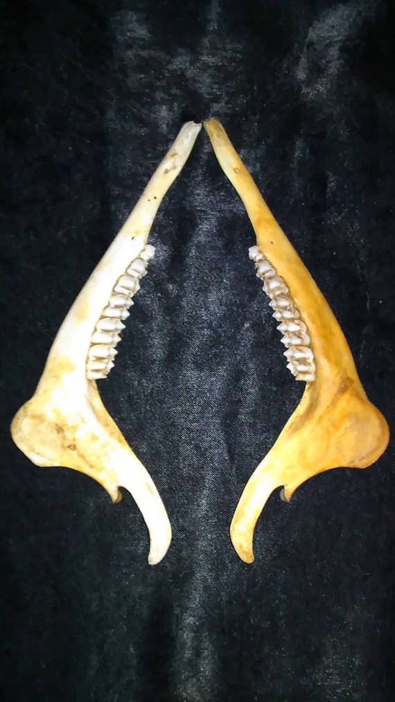 Real Animal Jawbone w/ Teeth Lot of 2 Found Nature Bone