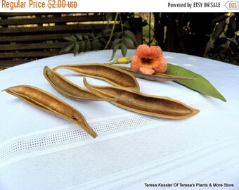 Save25% 4 Seed Pod halfs-Dried Floral-Make a small canoe with these-Natural seed pods