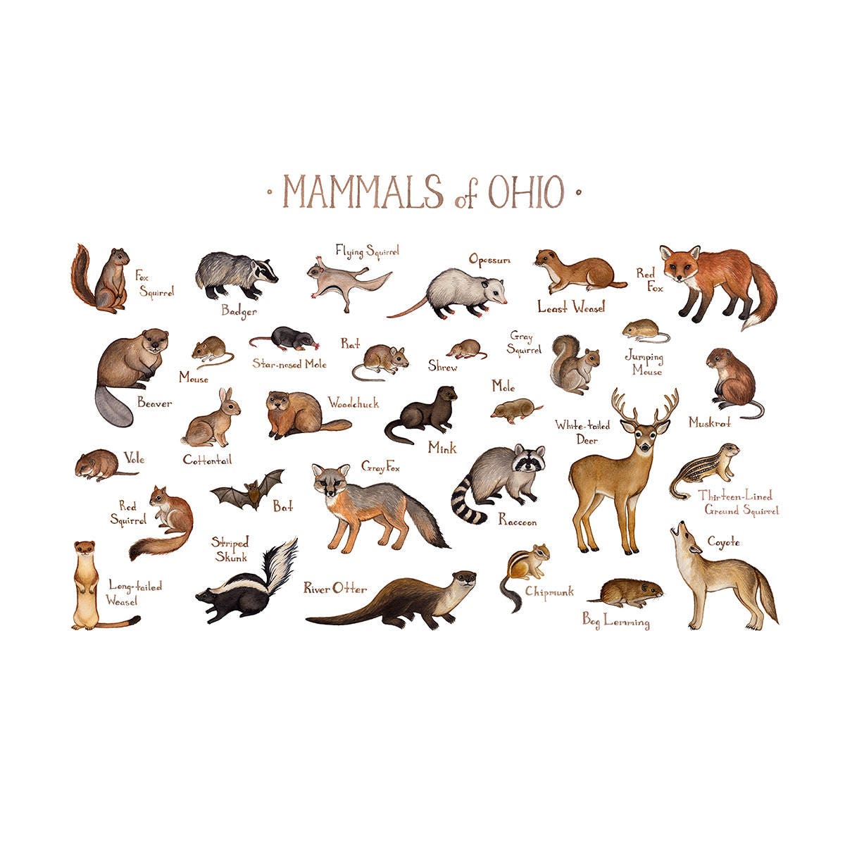 Ohio Mammals Field Guide Art Print / Animals of Ohio