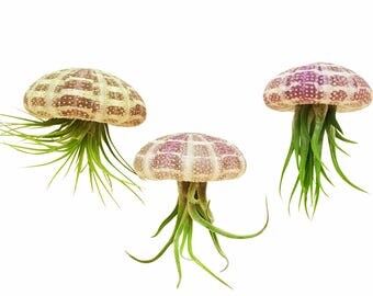 Bliss Gardens Jellyfish Trio Pack / 3 Hanging Air Plants with 3 Sea Urchins / Nautical Tillandsia Gift