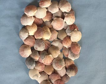 50 Scallop Shells Bulk Various Colors A306