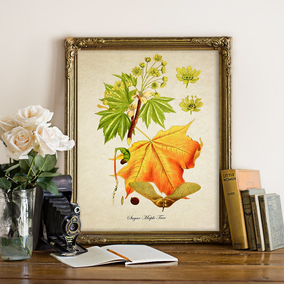 Botanical Print Maple Tree Botanical Print Maple Leaves