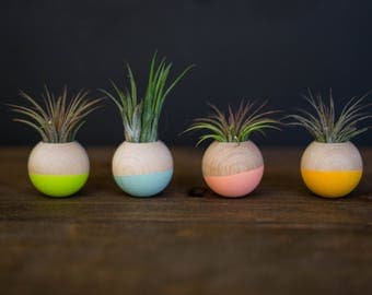 Wood Sphere Paint-Dipped Magnets with Air Plant; Living Magnet; Neodymium; Dipped; Dip Dyed; Home Decor; Desk Accessory; Cubical; Gift