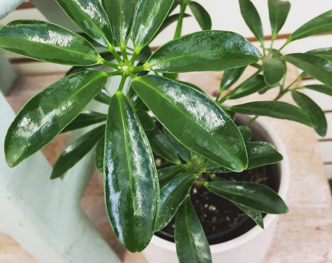 Schefflera arboricola Nora Plant 4