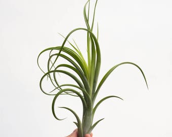 LARGE Air Plant Tillandsia Pseudobaileyi Streptophylla, Hanging Air Plants Succulent, Rare Air Plant Wholesale, Hanging Plant, Air Planter