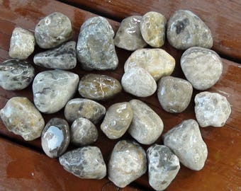 Pack of 25 Raw Petoskey/Fossil Stones #3