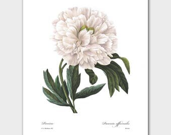 Botanical Illustration, Peony Print (Beach Cottage Art, White Home Decor) -- Pierre Redoute