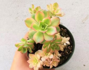 Aeonium Kiwi Succulent Plants Aeonium Haworthii Rare Succulents Succulent Aeonium Succulent Planter Succulent Flowers