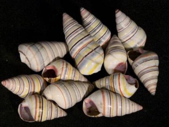 Candy Cane Haitian Tree Snail Seashells 1 Pound Bag EA