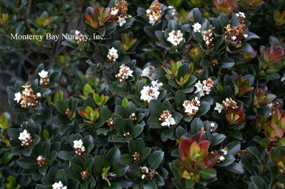 Yeddo Hawthorn Dwarf Aka Rhaphiolepis Umbellata