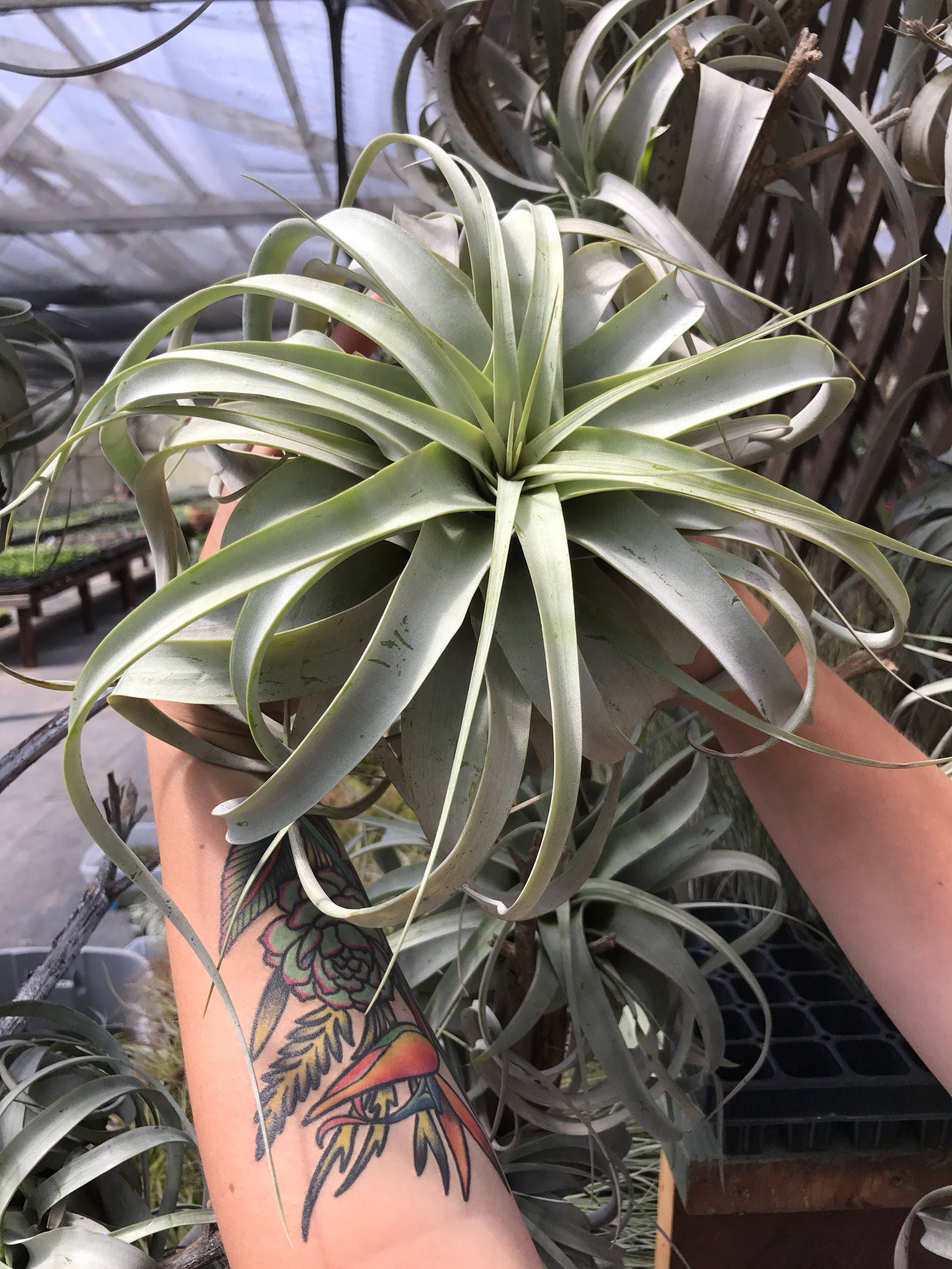 Xerographica Airplant