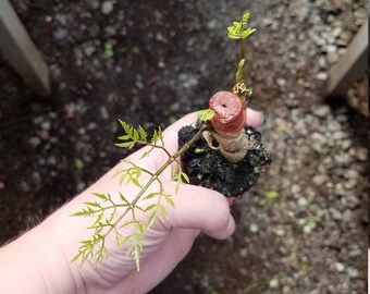 Ming Aralia Stump Plug (1)