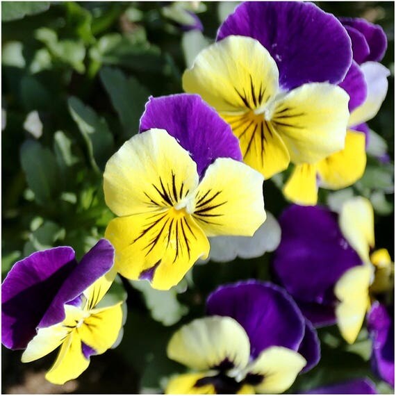 Helen Mount 30 seeds Viola Johnny jumpup Viola