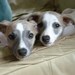 Etsywhippet