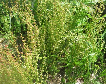 SHEEP SORREL HERB with root naturally DRiED Bunches