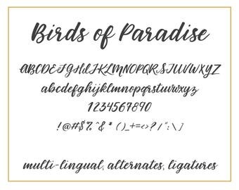 Hand Written Script Font - Birds of Paradise - Digital Download - Modern Calligraphy Typeface