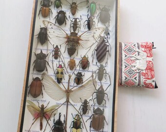 3D Real Rare Big Set Stick Bug Bugs Insect Insects Framed Box Display Taxidermy Spider Gideon Jewel Dung Beetle Cicada Scorpion Entomology