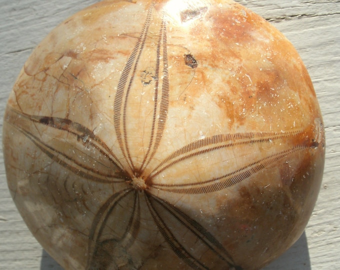 Polished Fossil Sea Urchan, Jurassic Period, 145 to 200 million years old, from Madagascar, 160g, 2 3/4", natural fossil, gift for collector