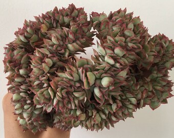 Crested Echeveria pulidonis (green now)