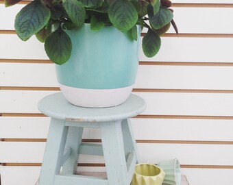 Swedish Ivy Purple Cuttings (5)