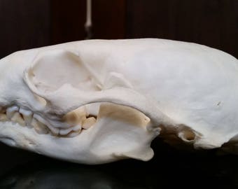 River Otter Skull - ChippersTaxidermy