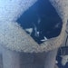Izzy