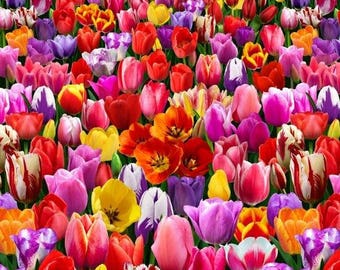 Image result for tulips