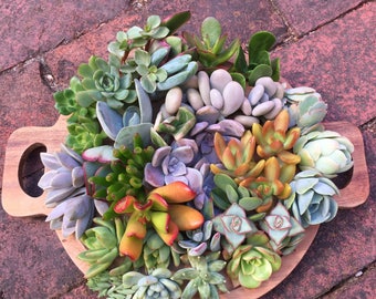 20 Succulent Cuttings