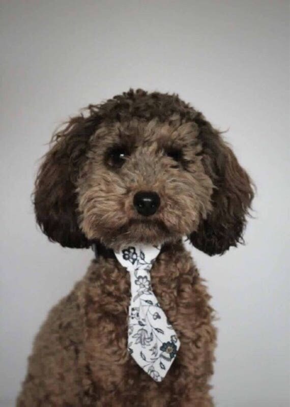Dog tie dog neck tie ties for dogs wedding clothes for dogs