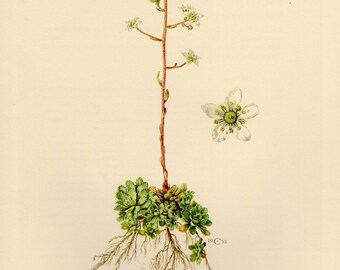Vintage lithograph of the Aizoon rockfoil from 1953