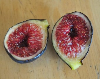 black madeira fig 2 fresh cuttings